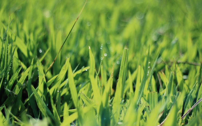 Sekret Zielonych Łąk: Jak Zaradzić Problemowi Suchej Trawy w Ogrodzie